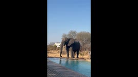 Wild elephant drinking from resort swinning pool! Swimmers had to make a quick escape