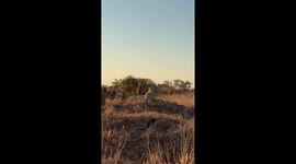 Cheetah rests in the Sunshine after catching its prey and feeding in Kruger National Park, South Africa