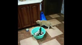 Cat jumps away after fish bites its paw in Skidzyel, Belarus