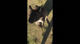 Wallabies smiling in Australia while eating in a wildlife park
