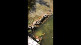 Turtles taking sun in a row on each other's backs in a park in Brazil, competing of the sun