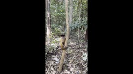 Monkey with a cute baby on the back in a park in Brazil, climbing on a tree