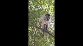In this video a cute monkey is coming close to say hello. Very good quality video in a park in Brazil.