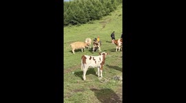 Cows attack hiker on hillside China