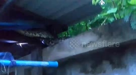 Huge python caught on family's garden wall
