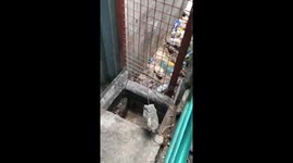 Cat rescued from trash outside home