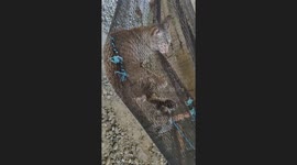 Chilled-out pet cat relaxes in hammock