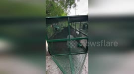 US: Bear Sighting Sparks Early Morning Response Near McGregor