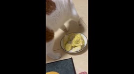 Pet cat scratches around durian to 'bury' its smell