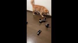 Golden retriever plays dad to skunk babies
