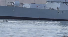 pod of dolphins visiting Hms Duncan on The River Tamar Plymouth Devon