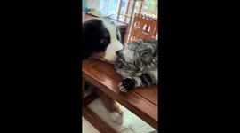Cat hisses to stop playful puppy biting its head in Liaoning, China