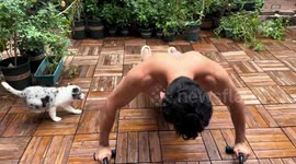 Puppy trips and rolls over during owner's push-up routine in Hebei, China