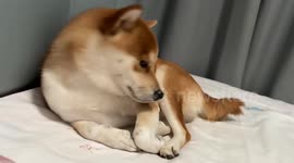 Dog lies down and lets out a deep sigh in bed in Shaanxi, China