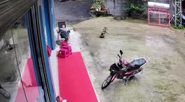 Tricycle tips over and nearly hits napping man in Yunnan, China