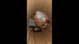 Curious cats take turns peeking into carton tube in Zhejiang, China