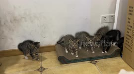 Kittens huddle with puffed-up fur after spotting dog in Hunan, China