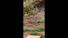 Ground Squirrel Confronts Rattlesnake in Rare Wildlife Encounter