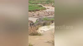 Social organisation rescued a cow got stuck in the strong current in Sarfa river Shahdol, Madhya Pradesh