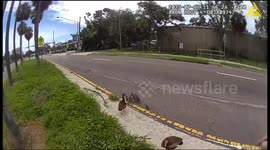 Officer Escorts Duck Family Safely Across Busy Highway