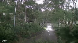 Close Call: Motorcycle Avoids Fallen Tree, Truck Stops Just in Time!