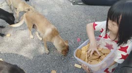 Four-year-old girl overjoyed as she feeds pack of stray dogs