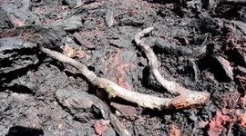 Animals died as a result of forest and land fires that reached an area of 400 hectares in West Sumatra, Indonesia.