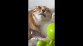 Cat mesmerized by spinning fan blades in Beijing, China