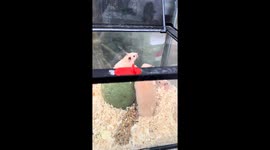 Parrot guards playful hamsters from escaping cage in Heilongjiang, China