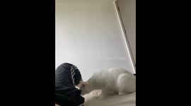 Cat leaps off bed after sniffing owner's fart in Anhui, China