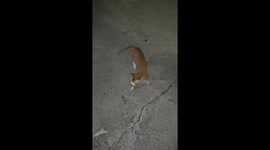 Cat performs perfect backflip after being lifted in Guangdong, China