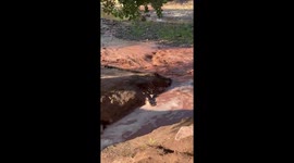 Flash flood with mudflow rushes through Springdale, Utah, USA