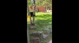 Bear caught strolling through yard in Colorado, USA
