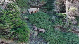 China: Rare albino brown bear spotted foraging with cubs in Xinjiang