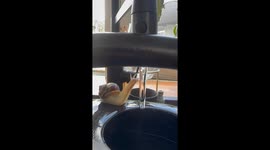 Snail caught “showering” on houseboat garden charms Copenhagen viewers