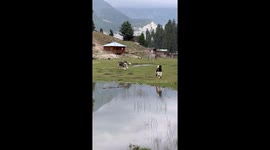 Dog and goat have time of their lives chasing each other in Himalayas