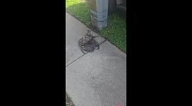 Young Mama Has Kittens