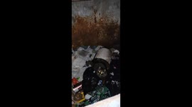 Man drops plank into dumpster to help trapped raccoon escape