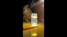 Dog's Reaction to Haldi Water Trend