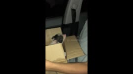 Man screams as pig climbs onto him in Bushnell, Florida