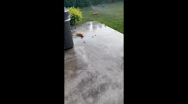 Snail 'race' spotted crawling slowly in Pasco, Washington