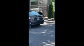 Bear caught trying to open car doors in Gatlinburg, Tennessee