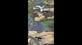Seagulls mating on rocky beach shore in Northumberland, England, UK