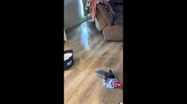 Playful puppy slides with mop while cleaning in Tulsa, Oklahoma, USA