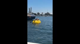 Sea lions spotted sunbathing on buoy in San Diego, California, USA