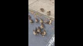 Duck momma and ducklings greet Florida woman daily in viral “grandma” moment