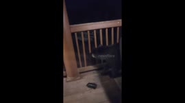 Bear seen sniffing around veranda in Gatlinburg, Tennessee