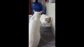 Cats hilariously squabble over crate space in Mandaue, Cebu City, Philippines