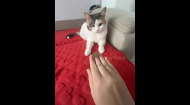 Cat performs coin flip trick in Samara Oblast, Russia