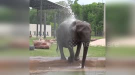 Belle the elephant enjoys her daily shower at Milwaukee Zoo